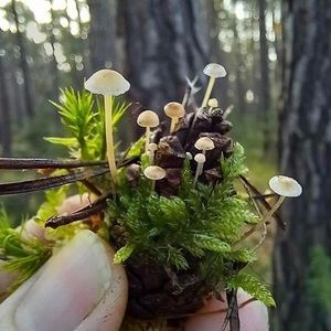 Meet your Posher, Becky